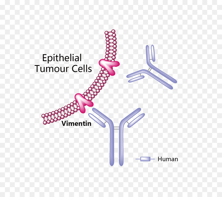 Le Trastuzumab Emtansine，Erenumab PNG