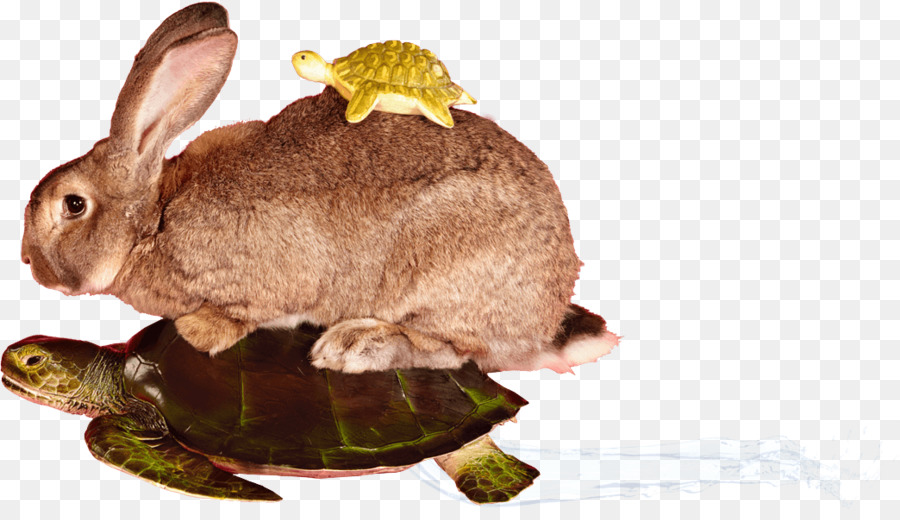 Un Lapin Domestique，Tortues Boîtes PNG