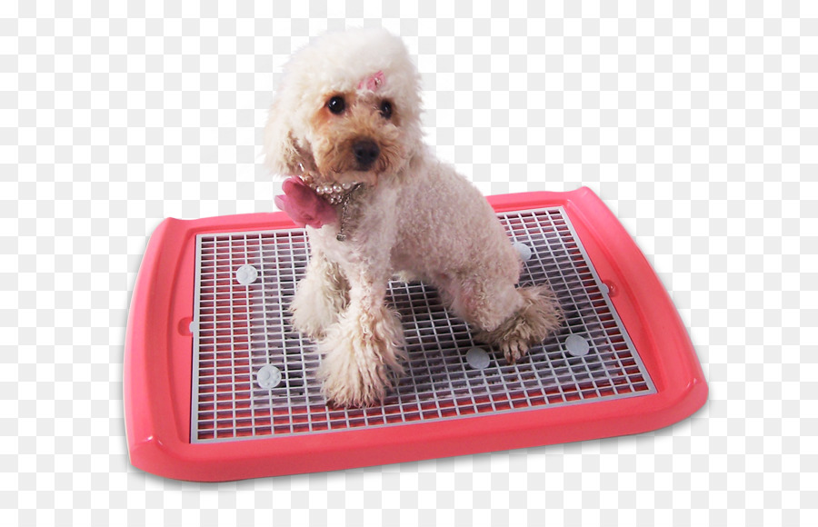 Caniche Miniature，Schnoodle PNG