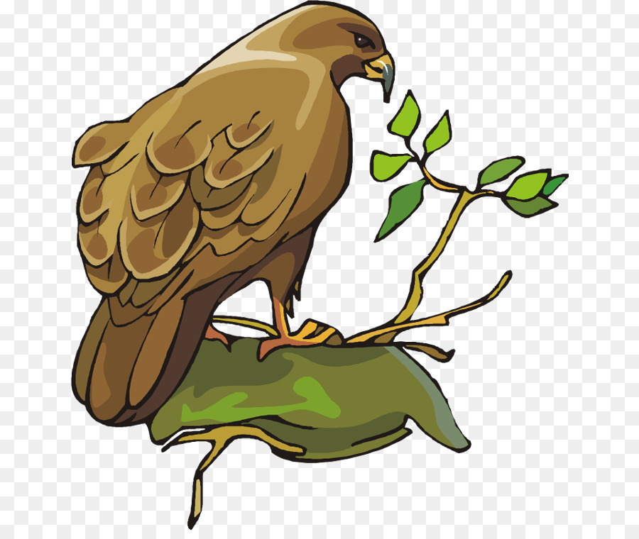 Oiseau，Le Pygargue à Tête Blanche PNG