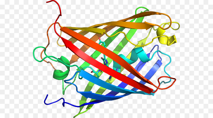 Structure Des Protéines，Biologie PNG