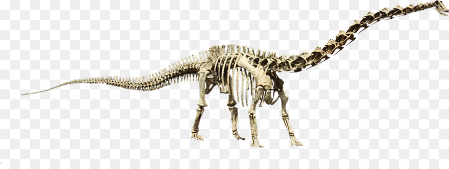 Squelette De Dinosaure，Préhistorique PNG