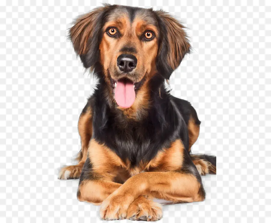 Chien，Animal De Compagnie PNG