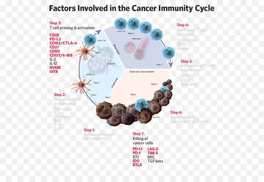 Cycle D'immunité Contre Le Cancer，Facteurs PNG