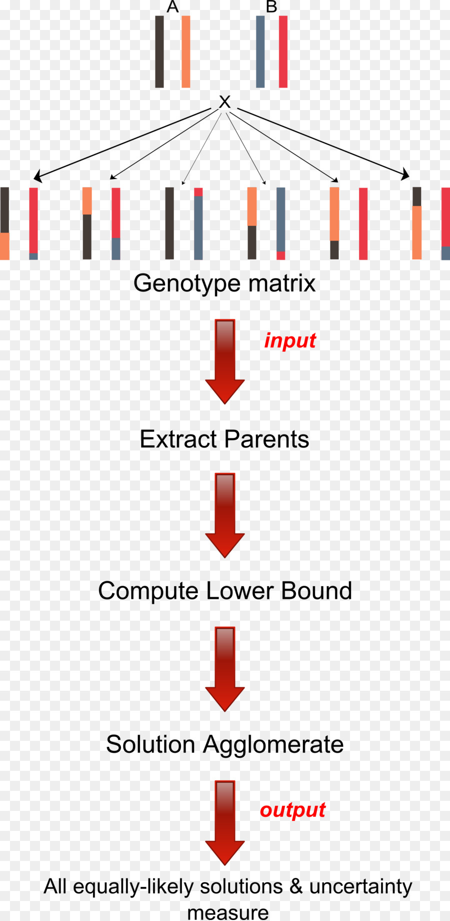 Haplotype，Le Génotype PNG