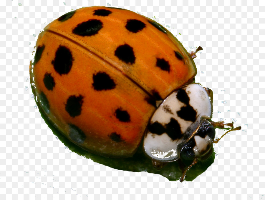 Coccinelle Beetle，Scarabée PNG