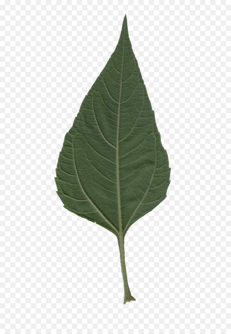 Feuille， PNG