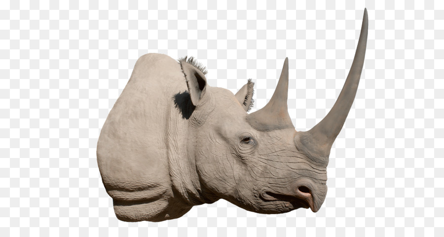 Tête De Rhinocéros，Faune PNG