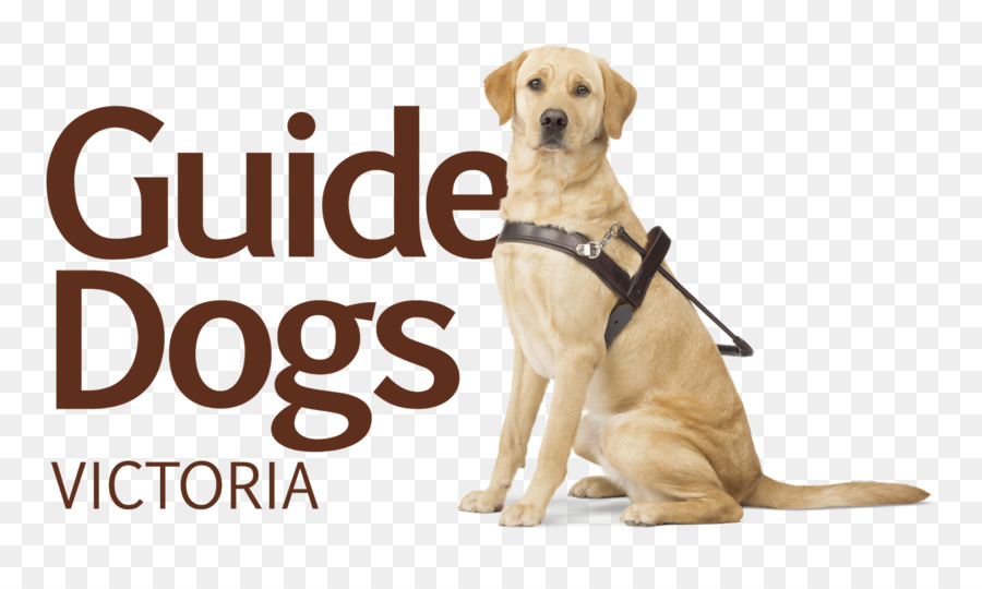 Chien，Chien Guide PNG