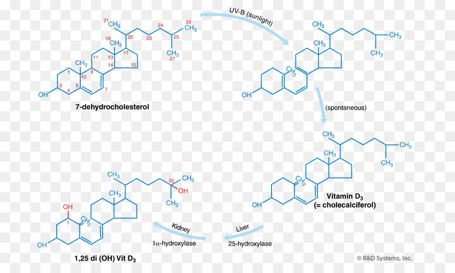 La Vitamine D，Le Calcium PNG