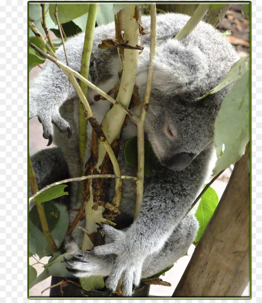 Koala，Les Singes Du Nouveau Monde PNG