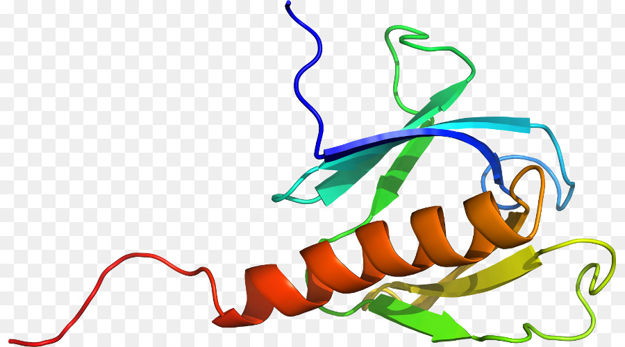 Structure Des Protéines，Molécule PNG