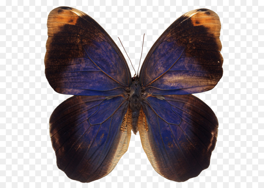 Papillon Bleu，Insecte PNG