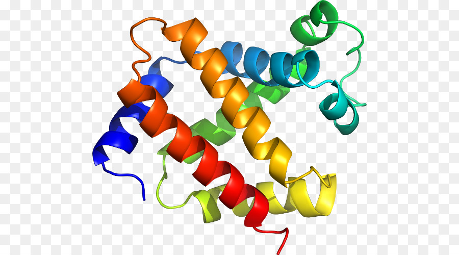 Structure Des Protéines，Biologie PNG