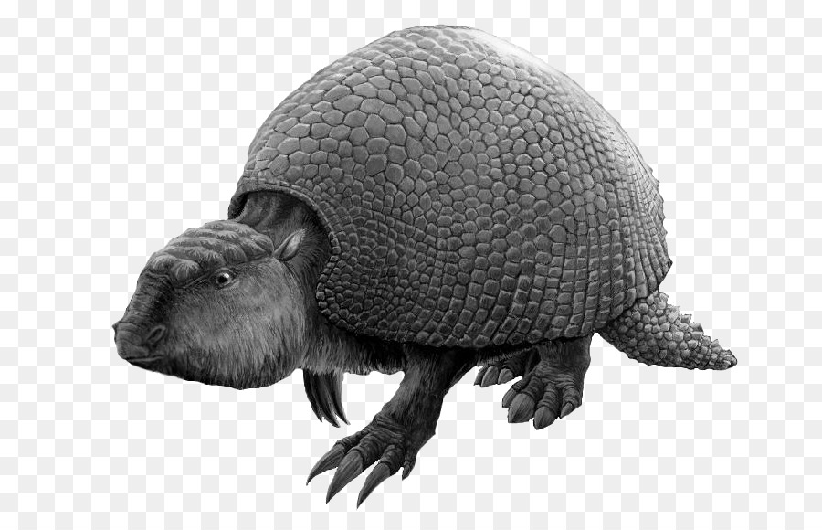 Glyptodon，Exosquelette PNG