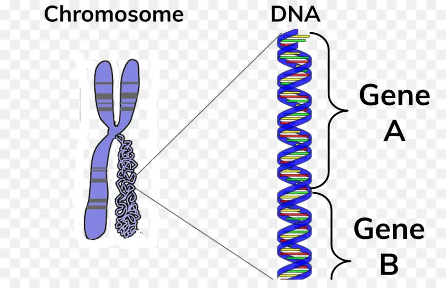 Chromosome，L Adn PNG