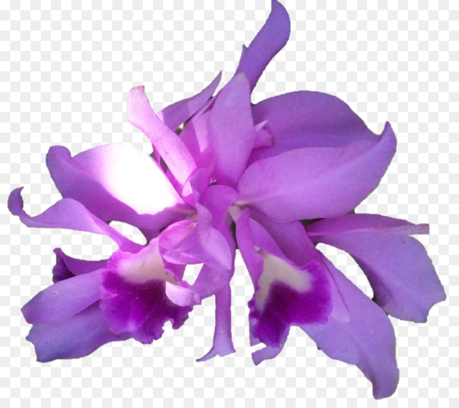Des Orchidées Cattleya，Plante Herbacée PNG