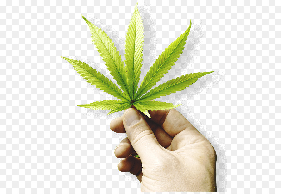 Feuille De Cannabis，Marijuana PNG