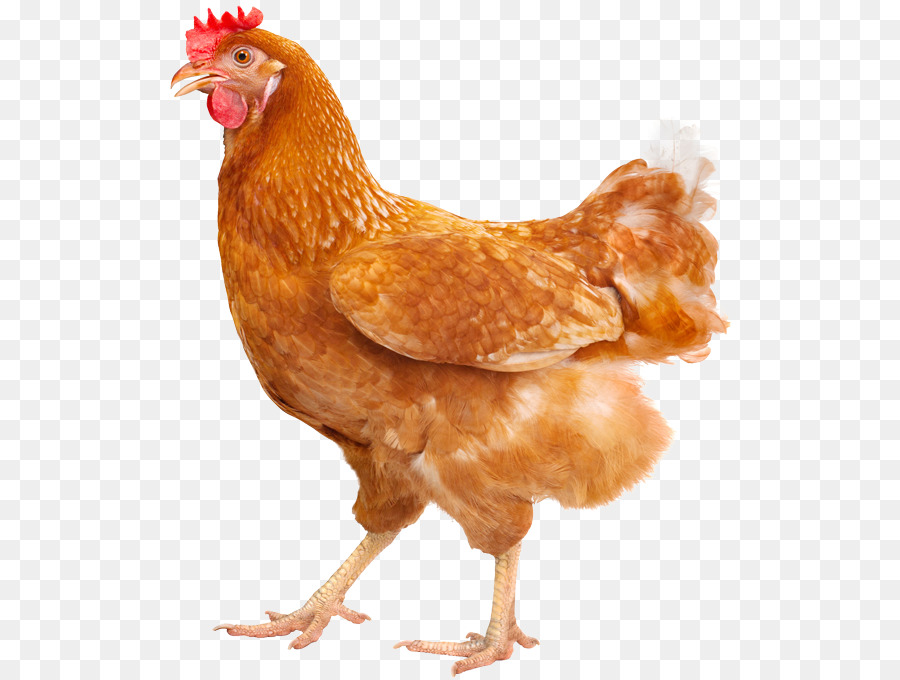 plymouth rock poulet silkie poule png plymouth rock poulet silkie poule transparentes png gratuit plymouth rock poulet silkie poule png