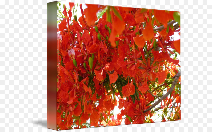 Poinciana Royale，Imagekind PNG