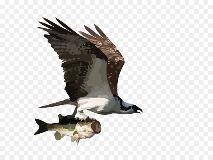 Oiseau Avec Poisson，Vol PNG