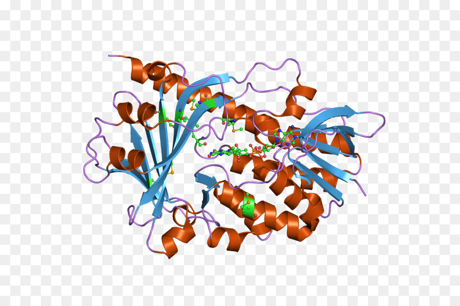 Structure Des Protéines，Molécule PNG