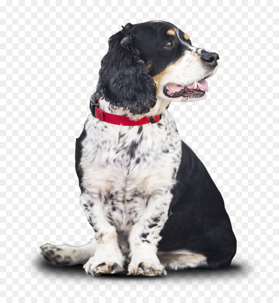 Chien，Animal De Compagnie PNG