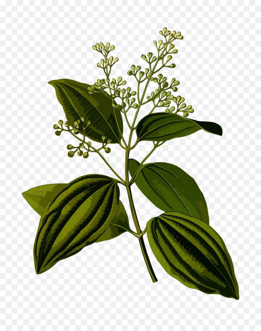 Köhler De Plantes Médicinales，Cinnamomum Verum PNG