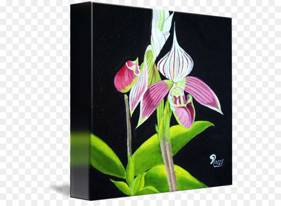 Teigne Des Orchidées，Jersey Lily PNG