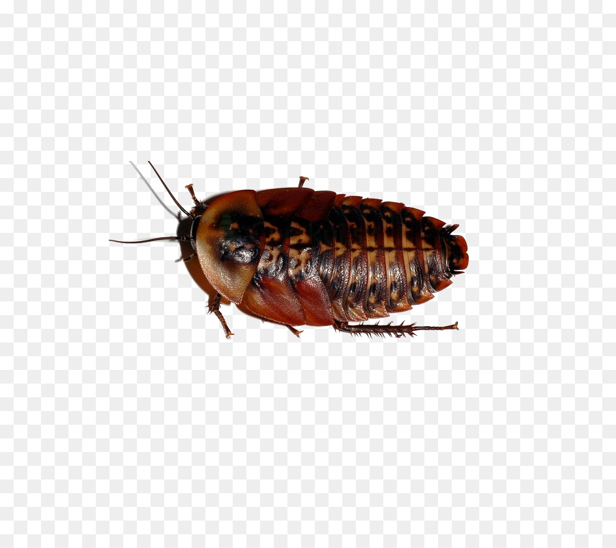 Cafard，Insecte PNG