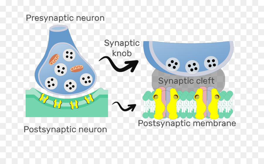 Potentiel Postsynaptique，Synapse PNG