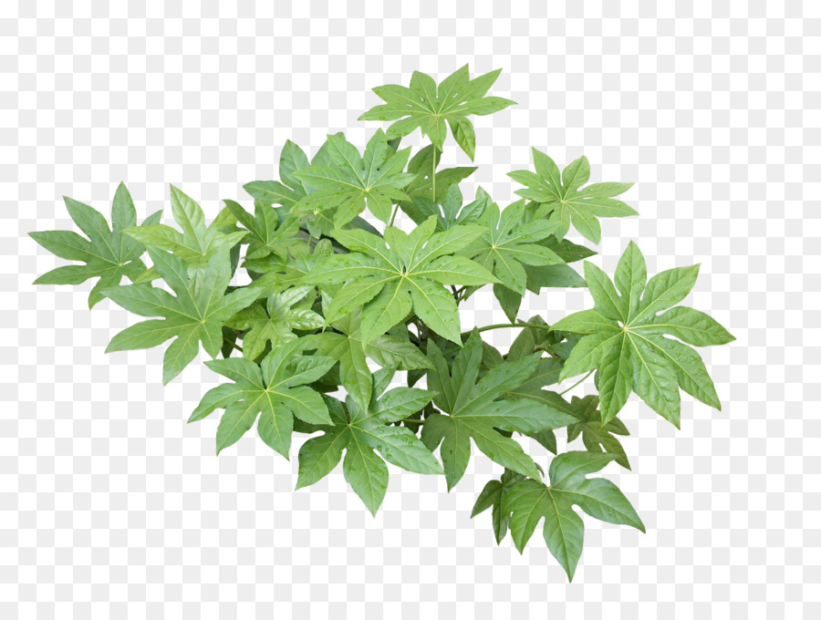 Plante Verte，Feuilles PNG