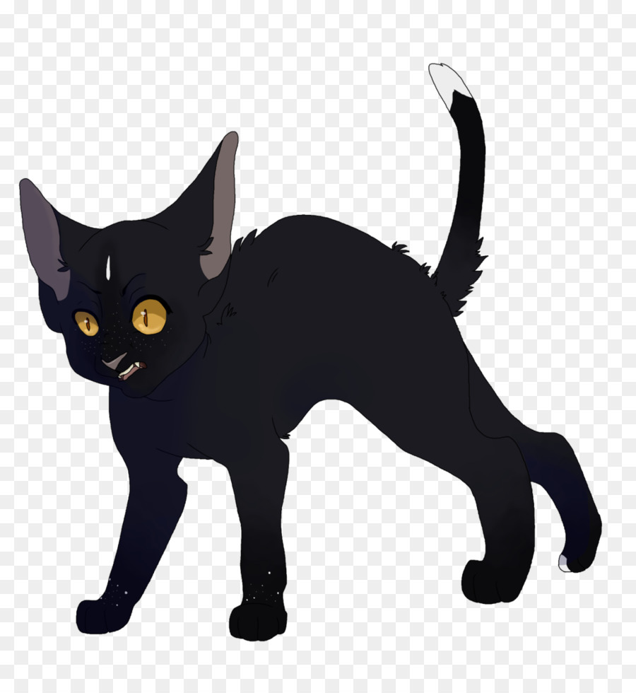 Chat Noir，Chaton PNG