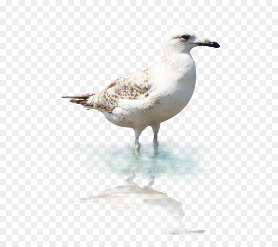 Mouette，Oiseau PNG