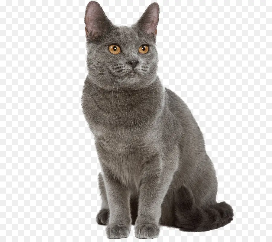 Chat Gris，Animal De Compagnie PNG