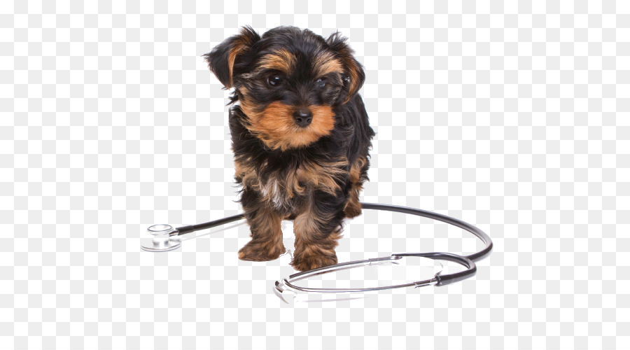 Yorkshire Terrier，Gaspilleur PNG