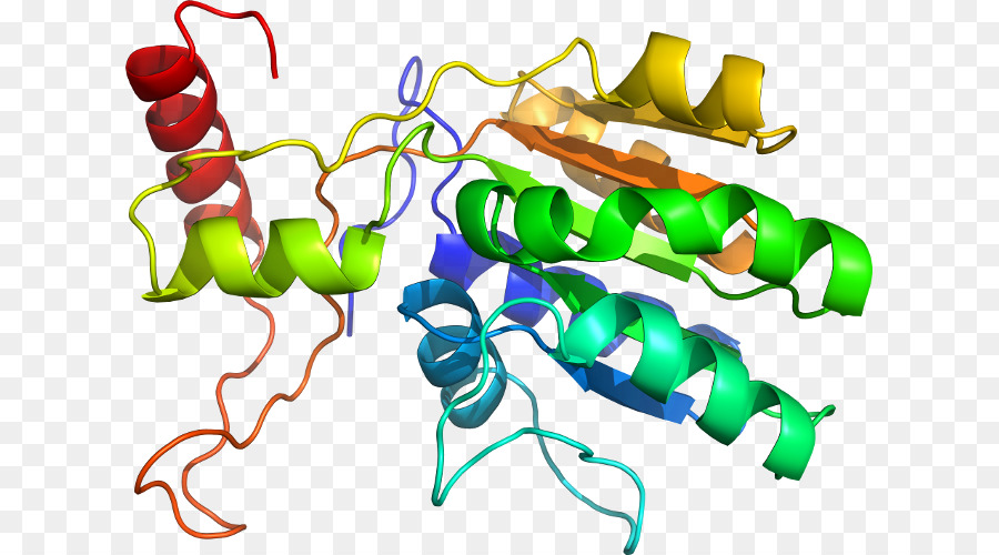 Structure Des Protéines，Biologie PNG