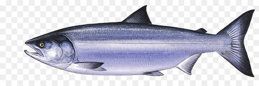 Thunnus，La Sardine PNG