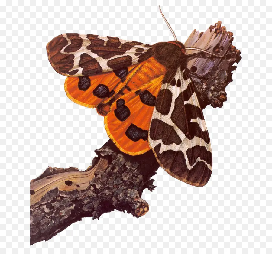 Papillon De Nuit，Papillon PNG