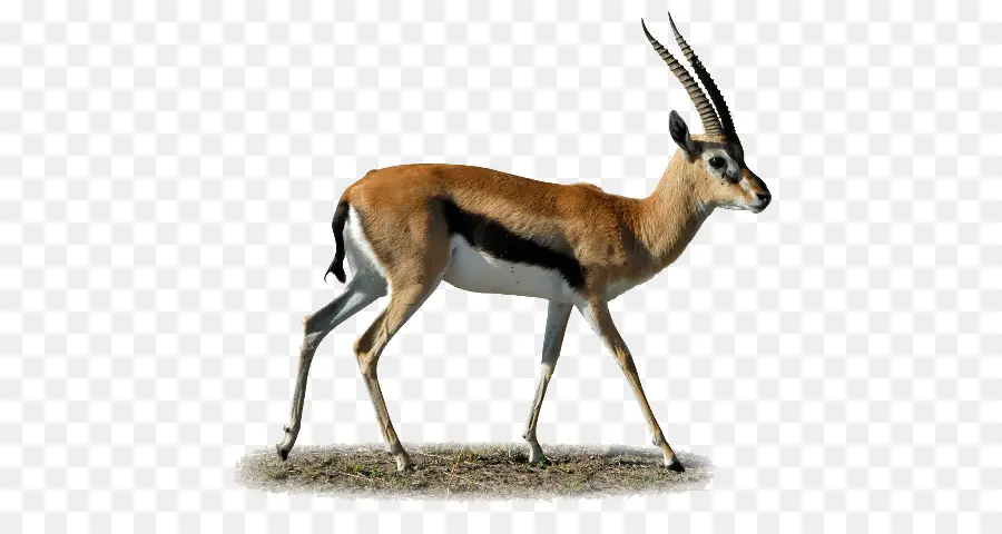 Gazelle，Antilope PNG