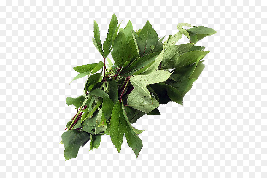 Feuille，Tige De La Plante PNG