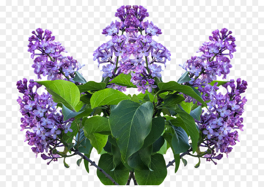 Fleurs Lilas Violettes，Floraison PNG