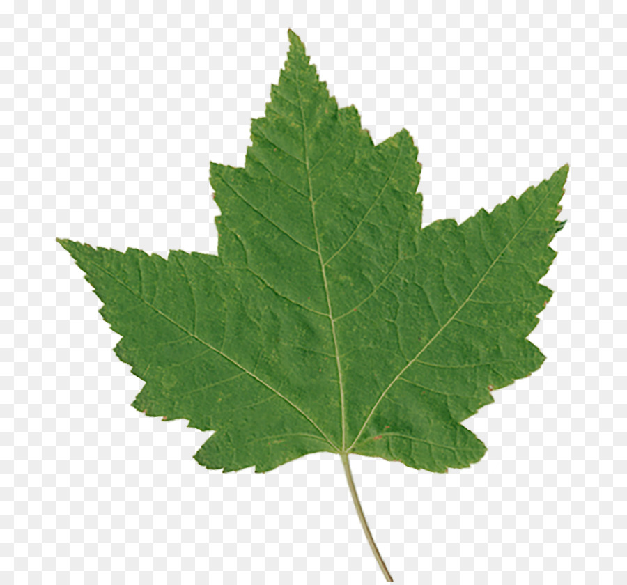 Feuilles Vertes，Usine PNG