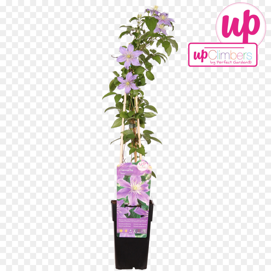 Flowerpot，Fleur PNG