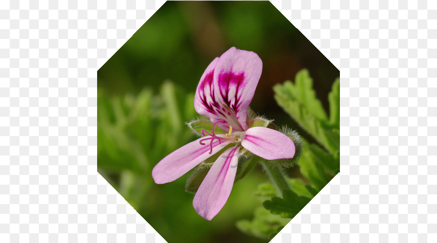 Sweet Géranium Odorant，Géranium Bourbon PNG