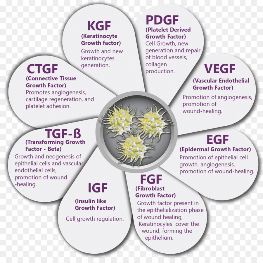 Facteurs De Croissance，Fleur PNG