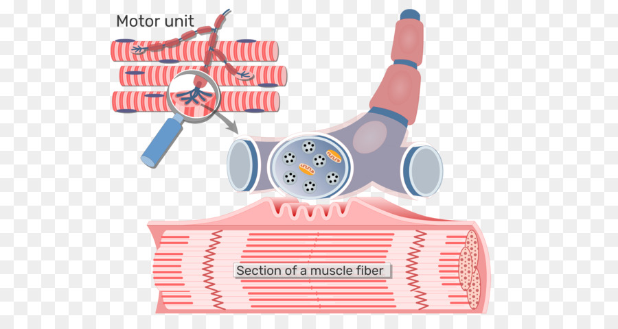 Diagramme Des Fibres Musculaires，Muscle PNG