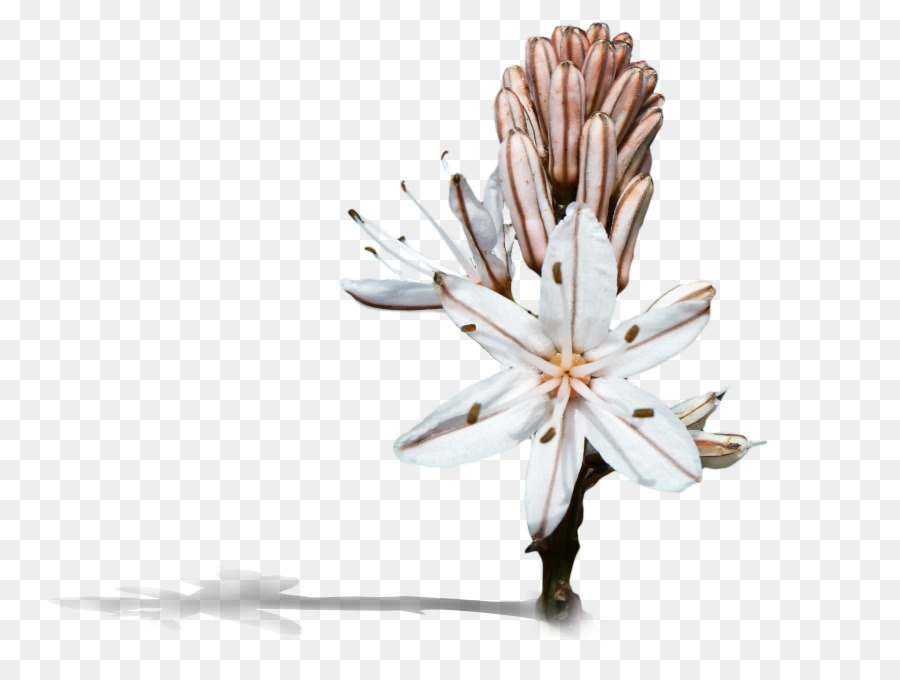 Pétale，Couper Les Fleurs PNG