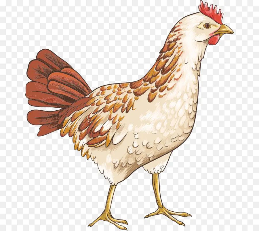 Poulet De Dessin Animé，Poulet PNG