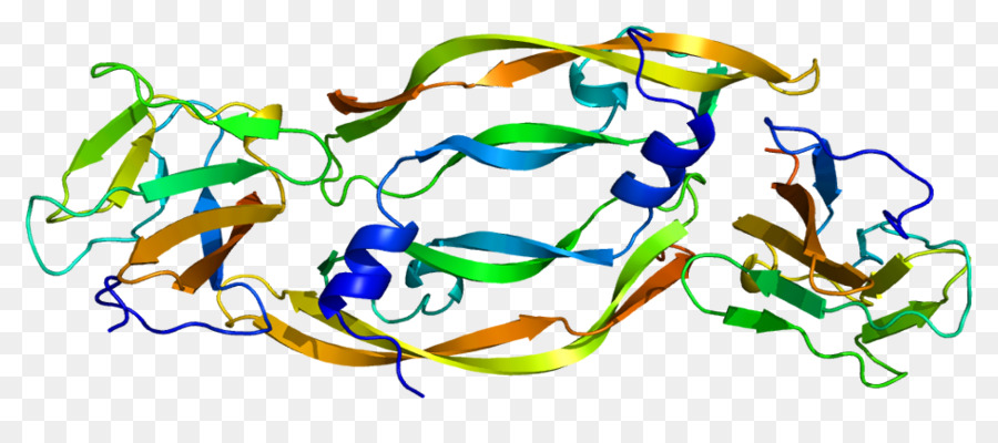 Structure Des Protéines，Molécule PNG